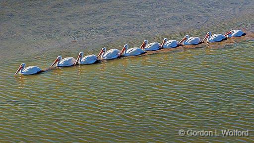 Pelican Parade_47334.jpg - American White Pelican (Pelecanus erythrorhynchos) photographed at Port Aransas, Texas, USA.